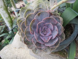 Cameron Highlands-097